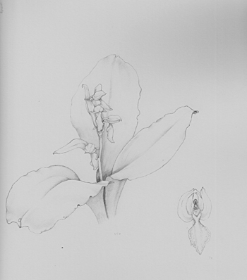 Showy Orhids